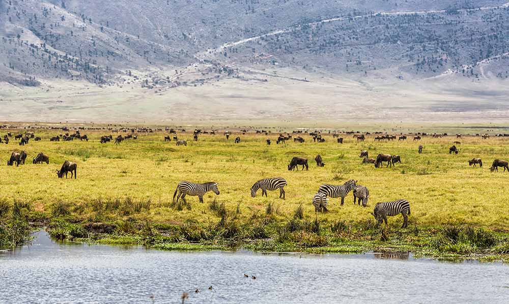 Herds of wildebeests and zebras in the Ngorongoro Crater, Tanzania