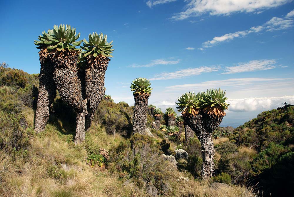 3377350 - trees on the mount kilimanjaro in tanzania